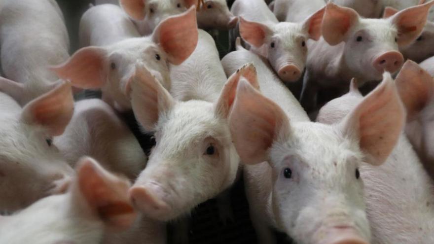 Cultiven per primera vegada ronyons humanitzats en embrions de porc de fins a 28 dies