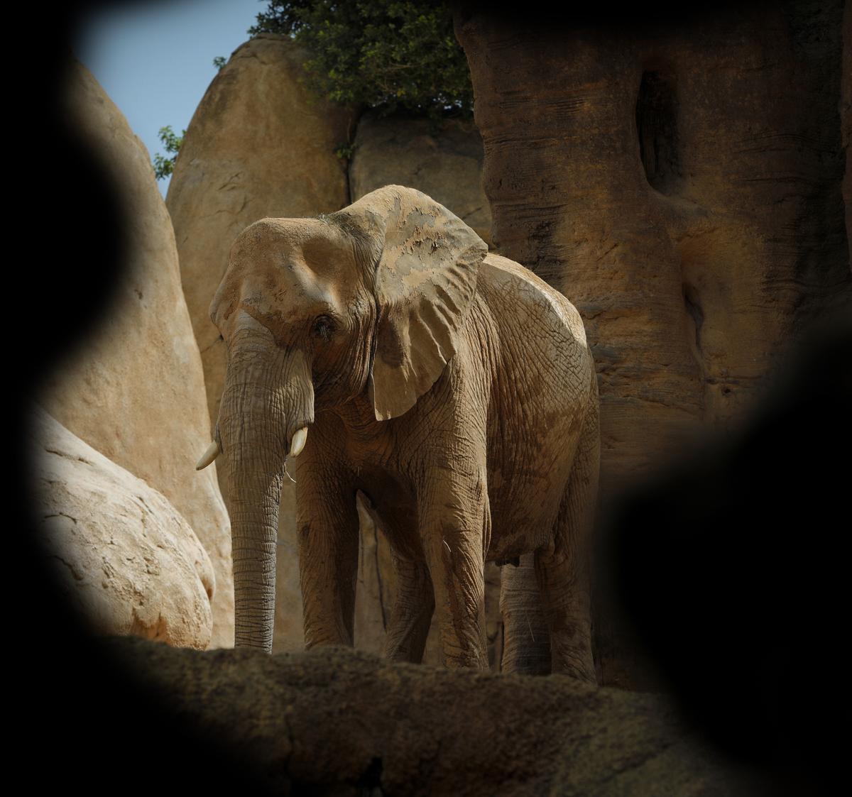 Un ejemplar de elefante albina en el zoológico