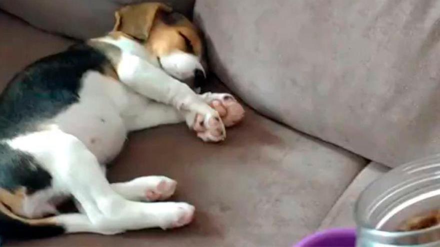 La divertida reacción de un cachorro  dormido cuando escucha a su dueño servirle la comida