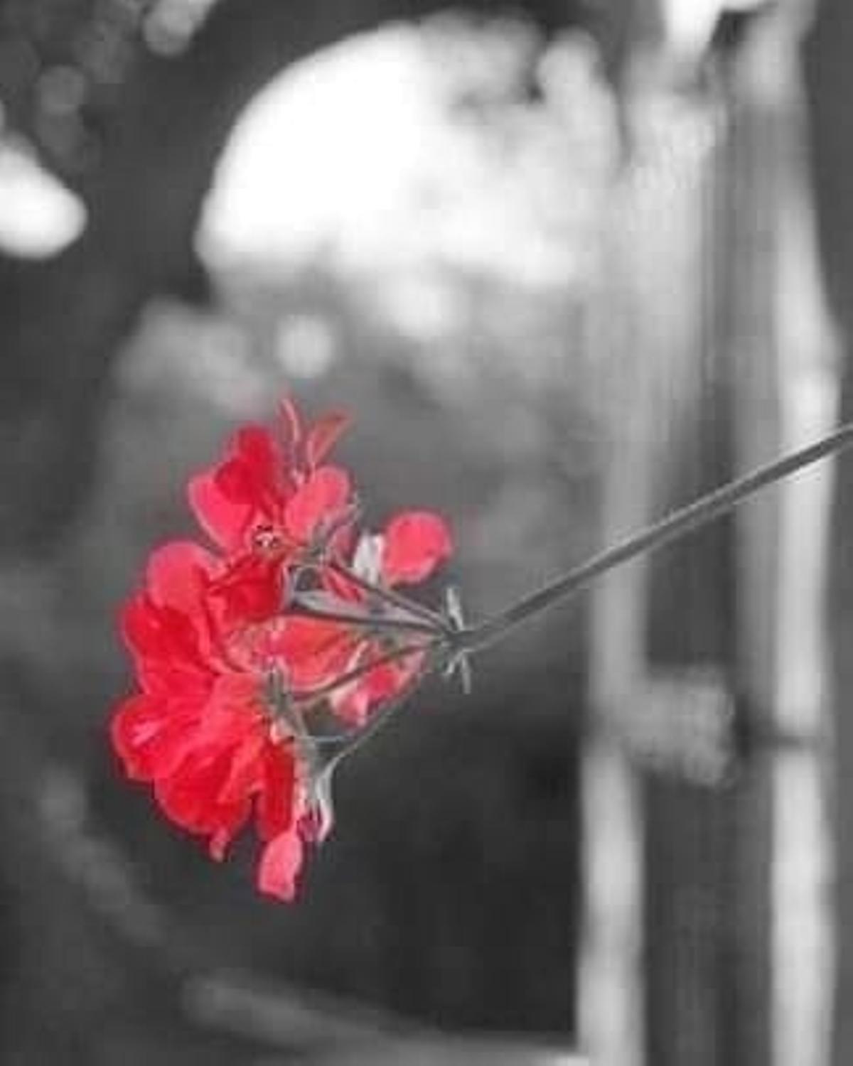 La flor de un geranio se escapa de una reja, buscando un beso.