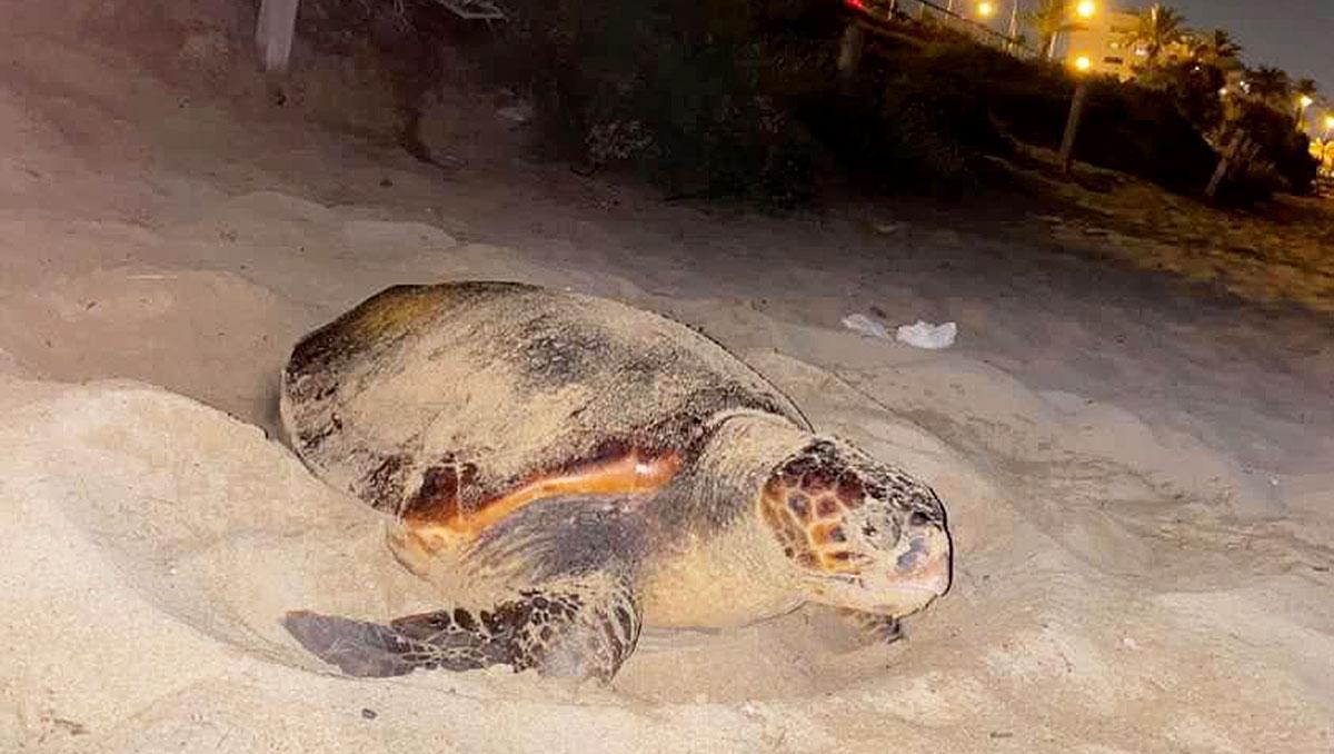 Eine Meeresschildkröte legt am Strand von Can Pere Antoni ihre Eier ab . Der Fotograf wusste in diesem Moment noch nicht, dass man Meeresschildkröten nicht mit Blitz fotografieren darf.