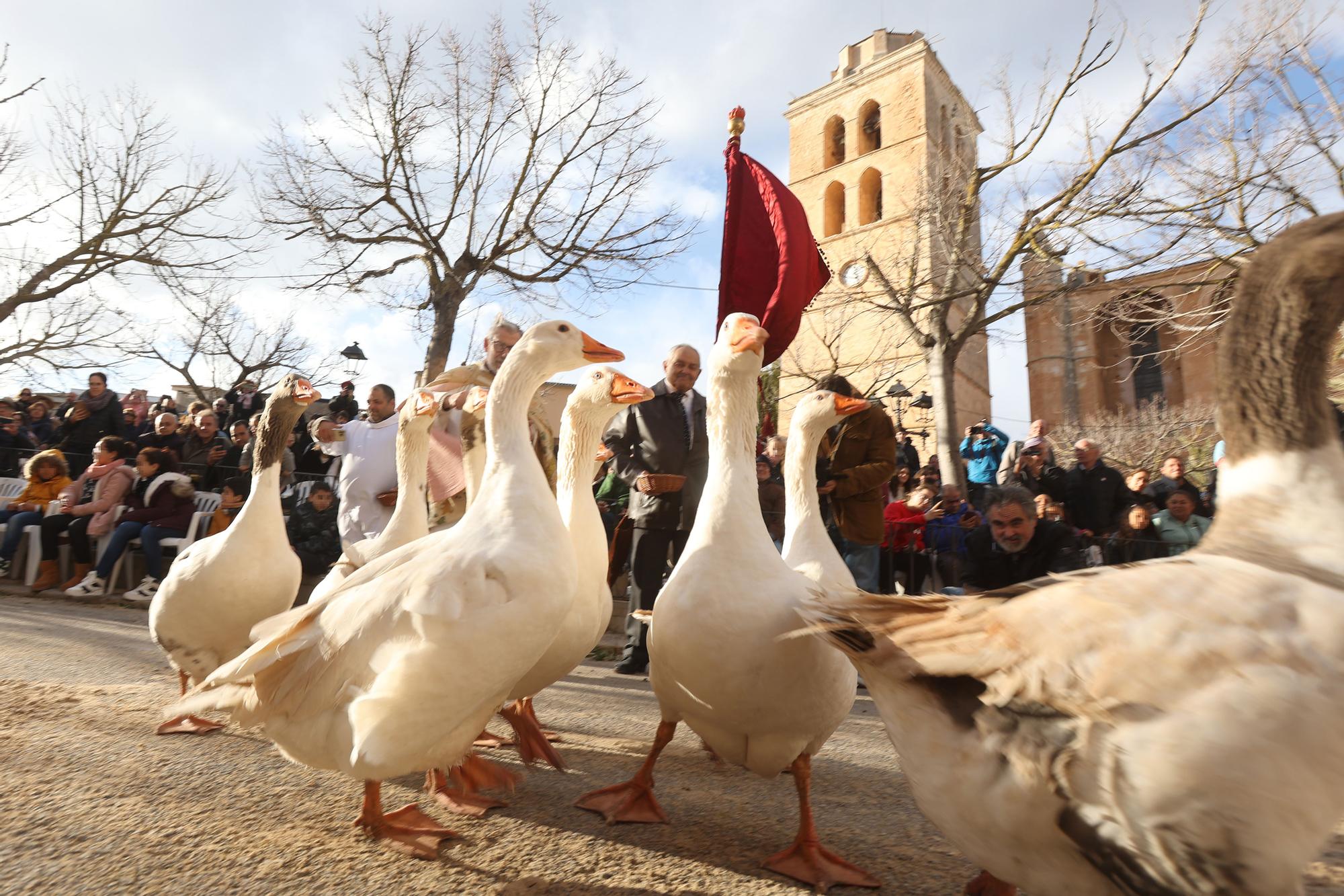 Gott sei mit euch: So wurden in Muro 2023 die Tiere gesegnet