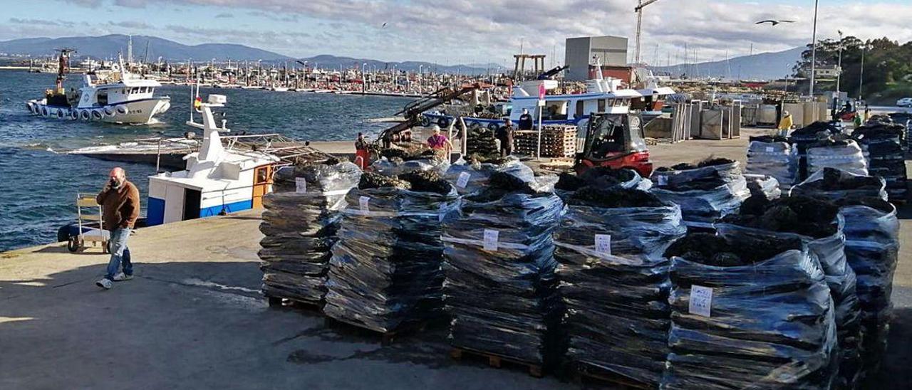 Mejillón destinado a Italia decargado en el muelle de A Illa esta misma semana.