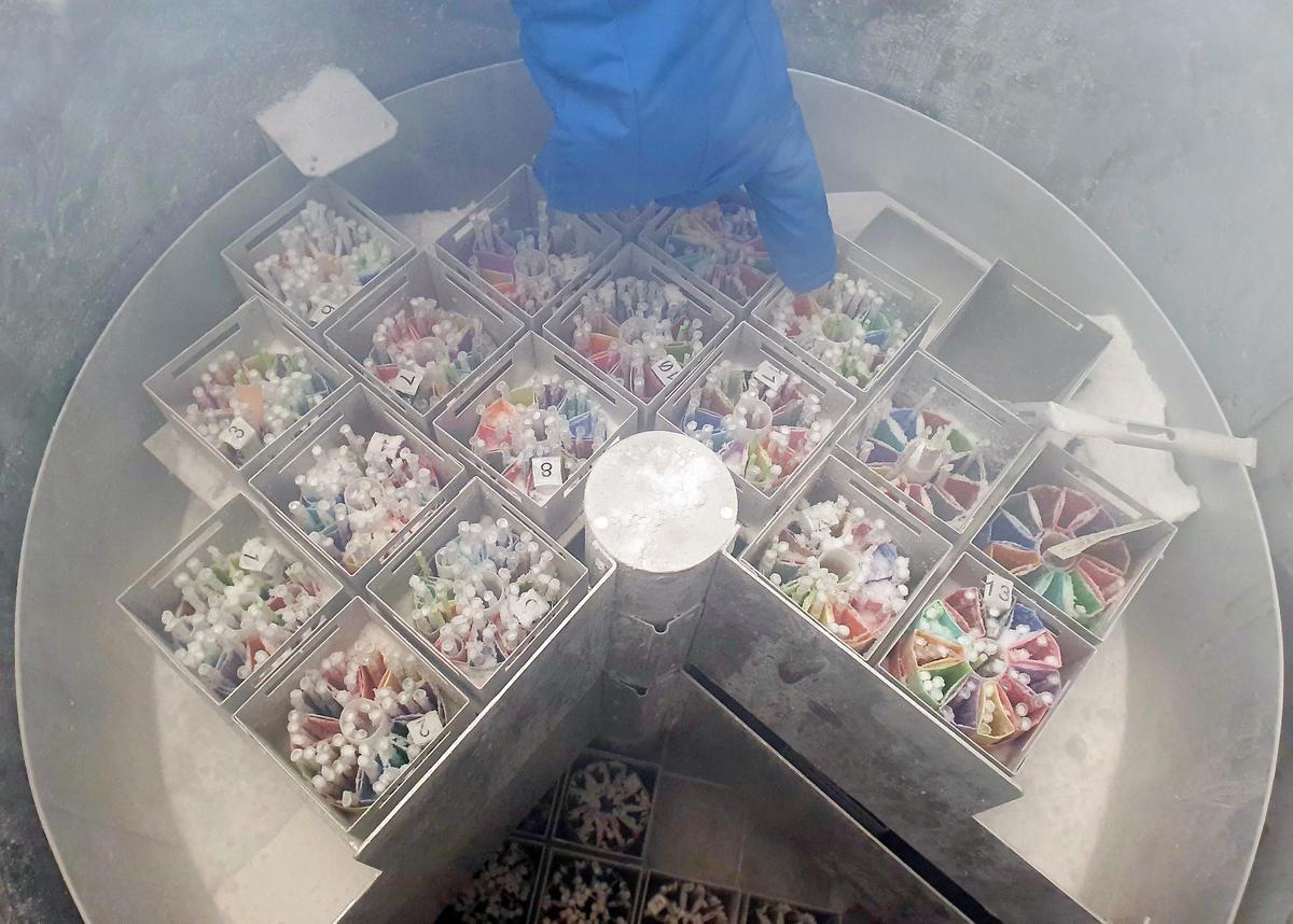 Material congelado en la unidad de reproducción asistida humana del Chuvi.