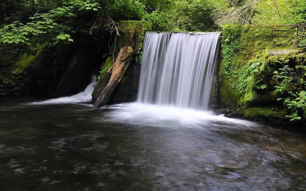 Bosque de Muniellos (Asturias).