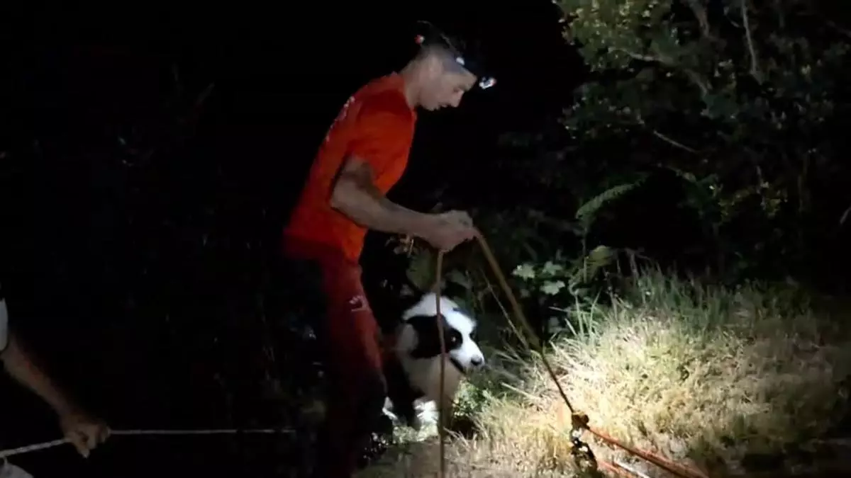 Los drones salvaron a "Covi": logran rescatar, tras siete horas de intensa búsqueda nocturna, a un perro que cayó a un acantilado en Ribadesella