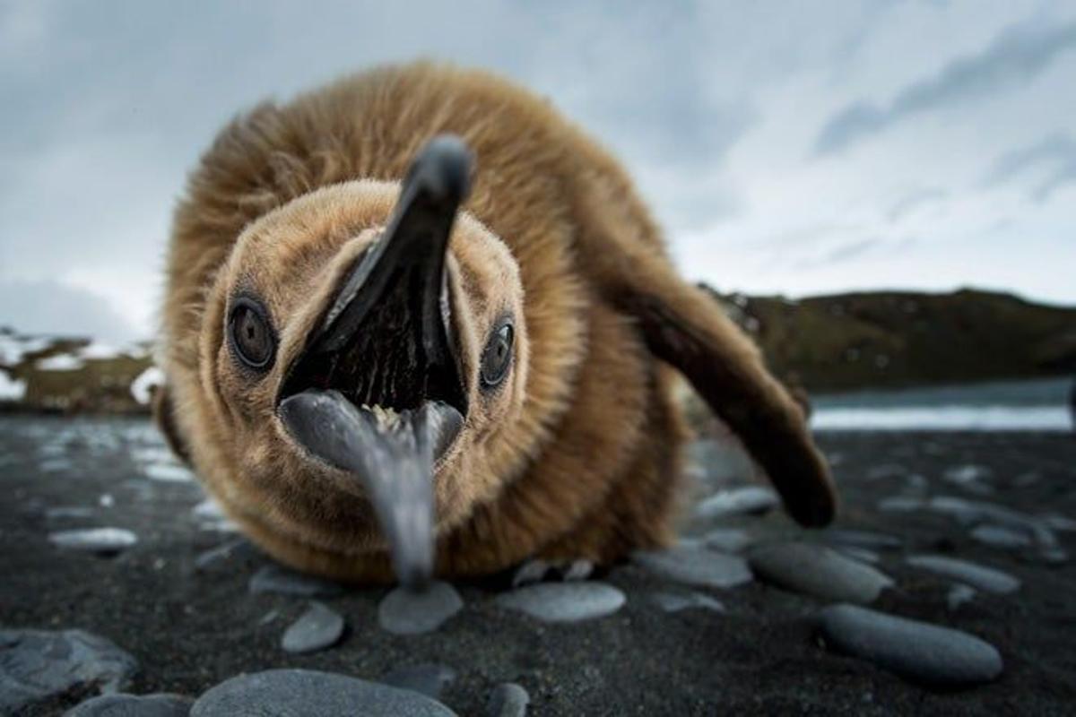 Cría de pingüino rey en las Islas Georgias del Sur.