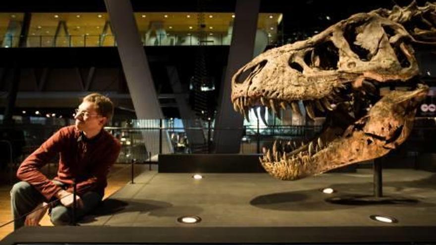 El tiranosaure rex més  ben conservat del món s&#039;exposa a Barcelona