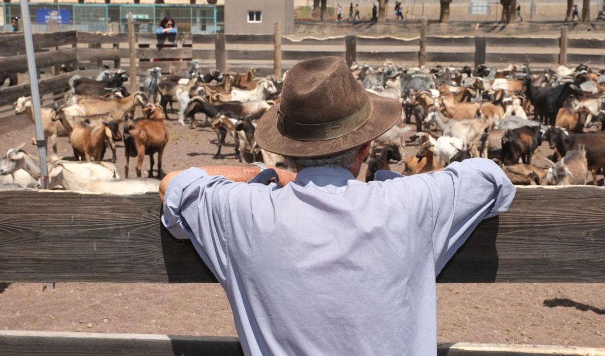 Un rebaño de cabras en el redil después de una apañada.