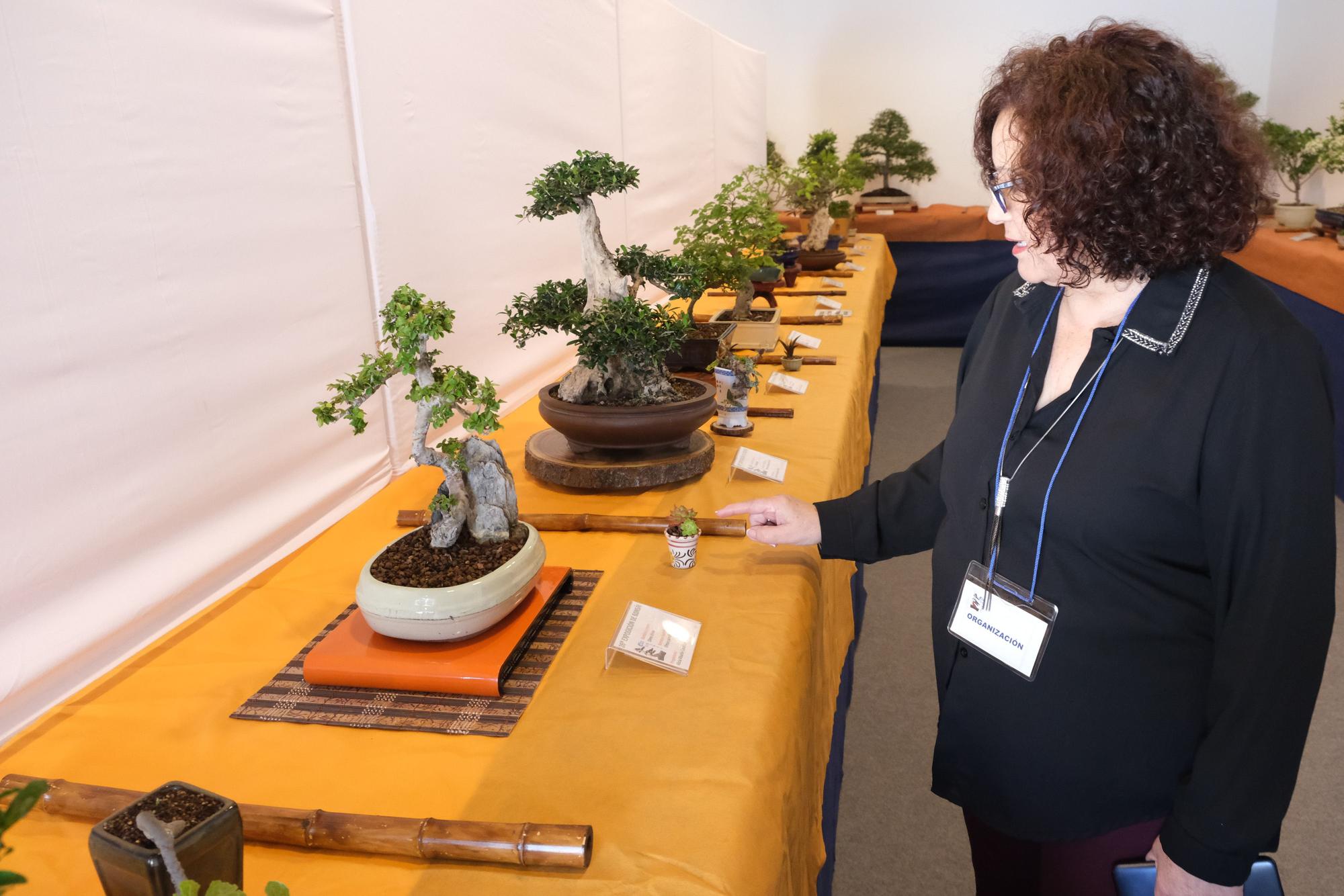 El arte del bonsai se expone en Elche