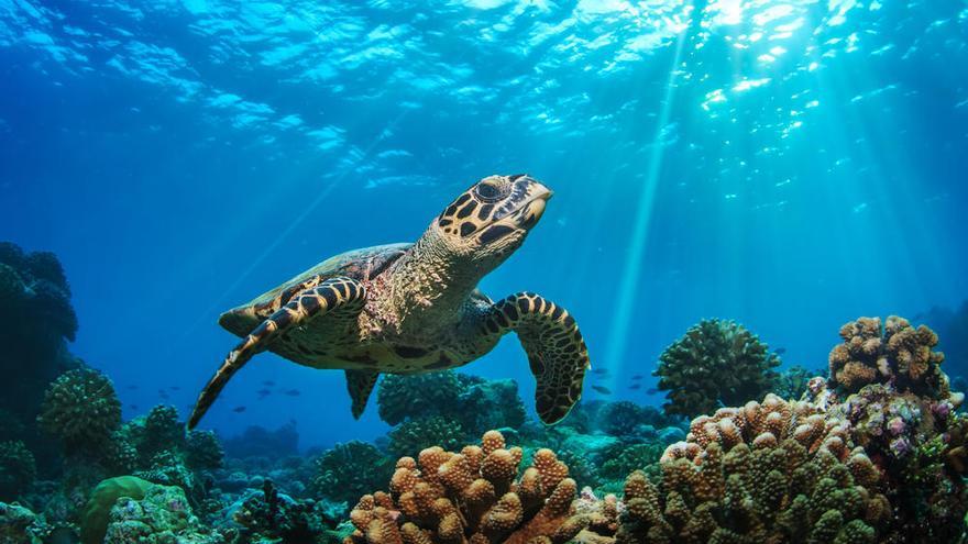 Las olas de calor pueden desplazar el hábitat de las tortugas marinas.