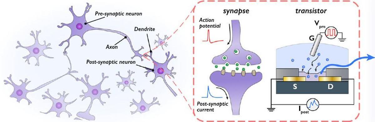 Crean un circuito orgánico capaz de aprender como lo hace el cerebro