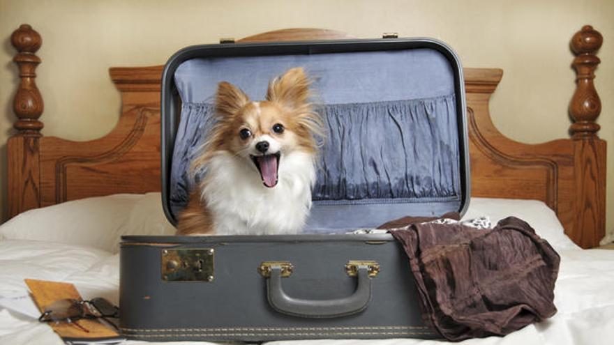 ¿Dónde dejar al perro en vacaciones?