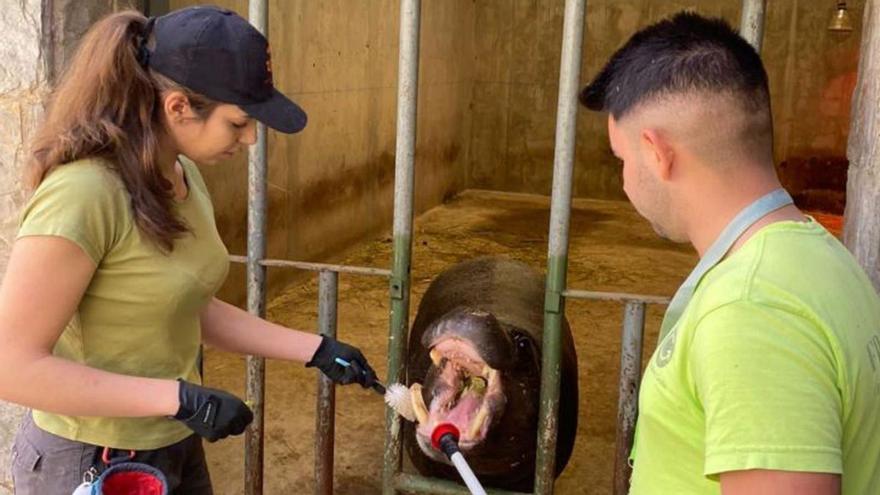 Un plus para los habitantes del zoo