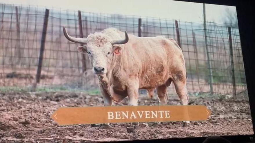 VIDEO | Este el toro que se exhibirá al estilo de Benavente el próximo mes de julio en Amposta