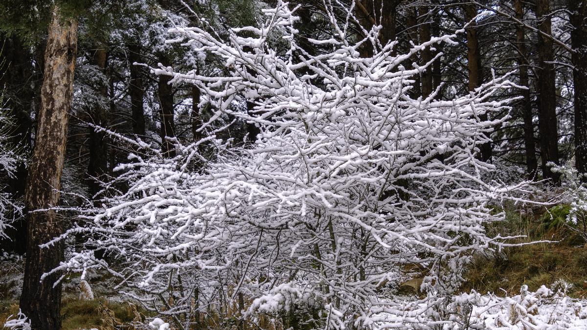 Fotogalería | La nieve cubre el norte de Extremadura
