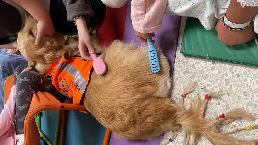 El Clínico de Santiago, primer hospital gallego en incorporar la terapia canina para niños gracias a la Fundación Andrea