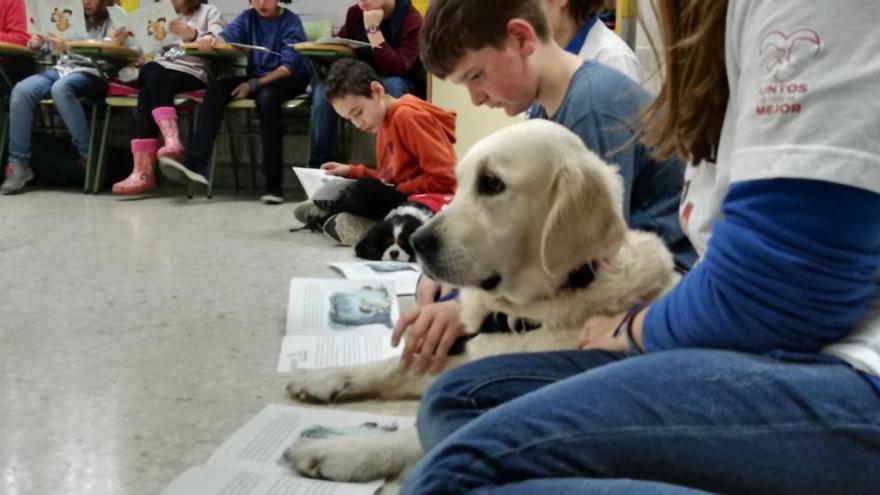 Uno de los perros que participa en el programa educativo