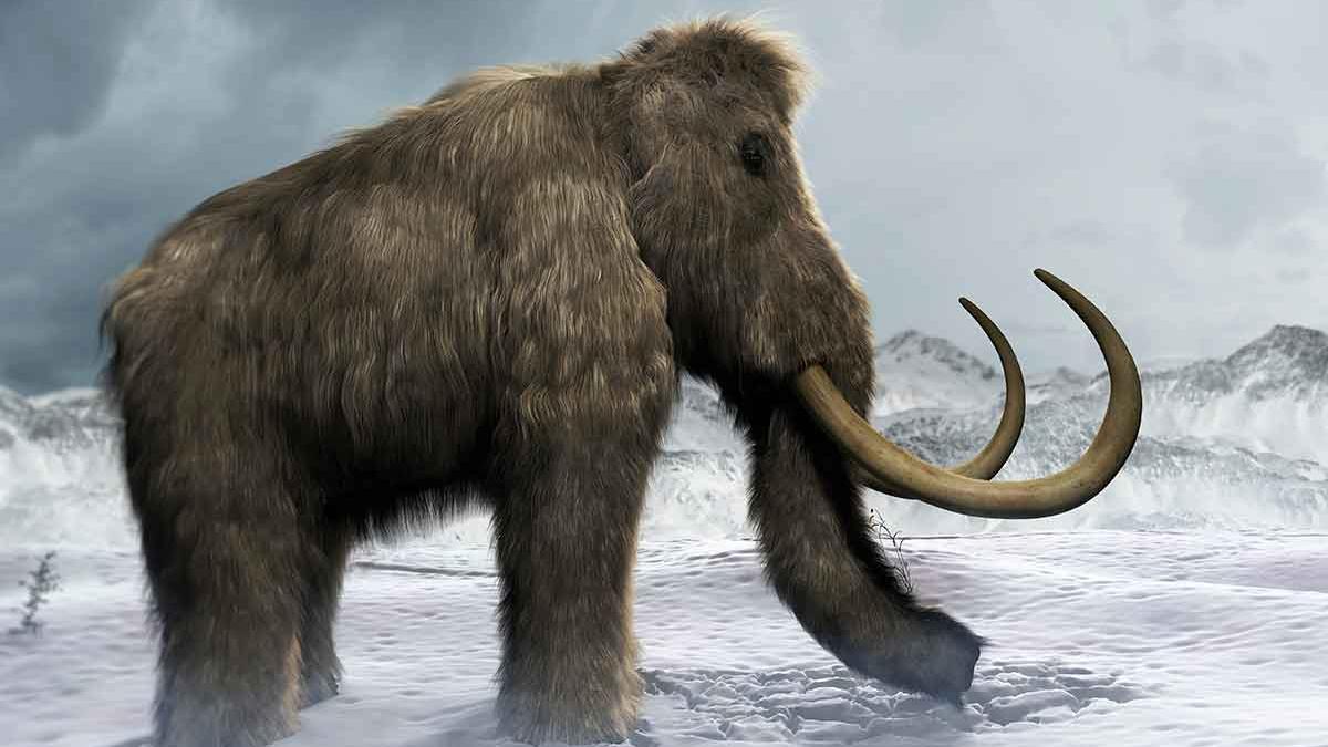 El último mamut murió hace 4.000 años: ¿Por qué desaparecieron?