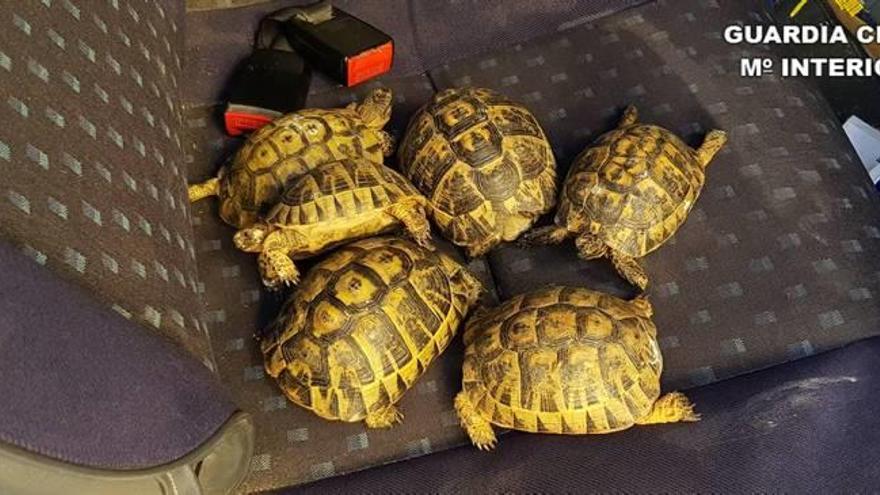 Recuperan 26 animales protegidos con los que se traficaba por la red en Alicante