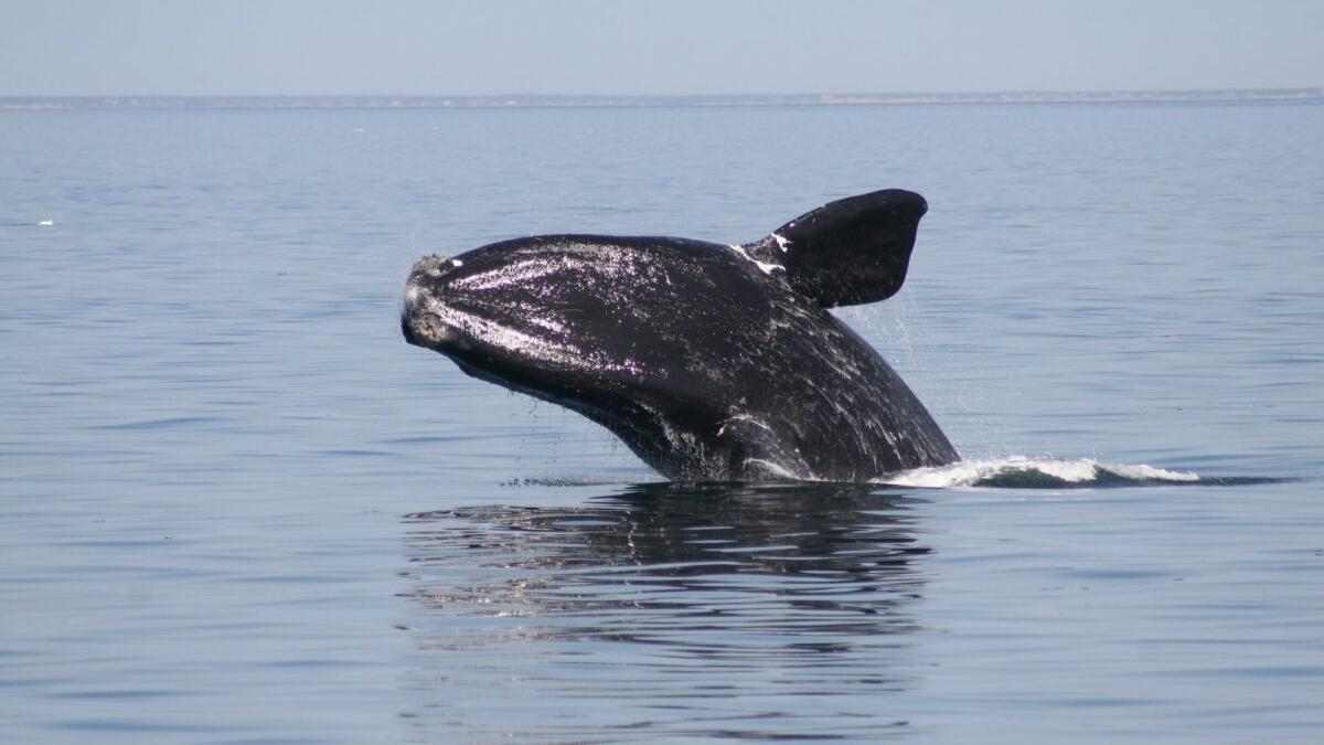 La ‘ballena de los vascos’ se extingue: solo quedan 356