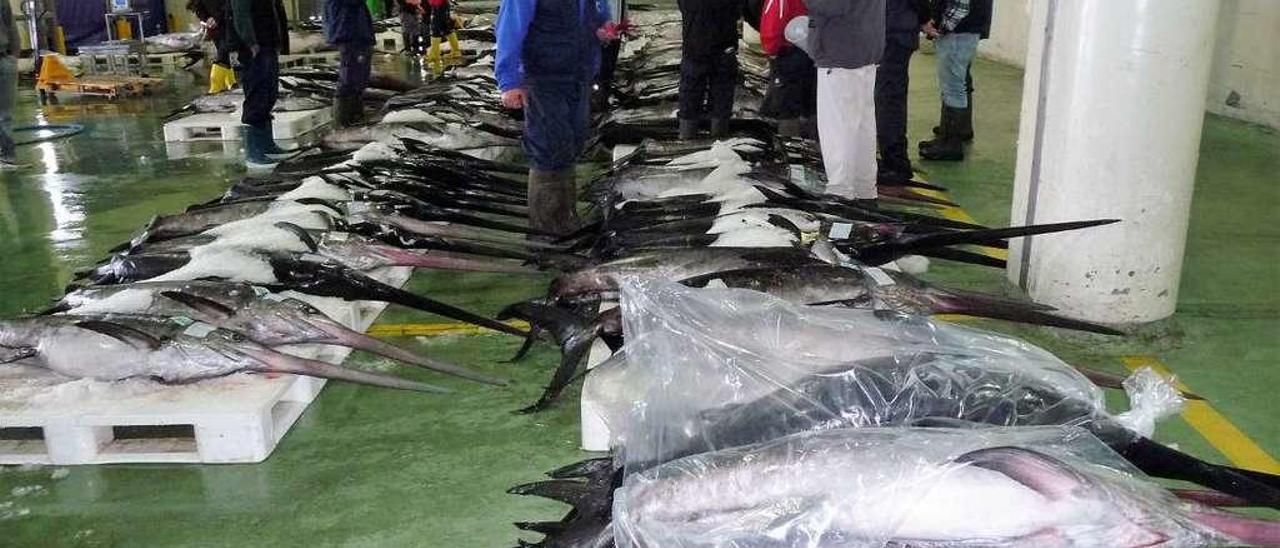 Lotes de pez espada apilados en el interior de la lonja de O Berbés preparados para su subasta. // R. Grobas