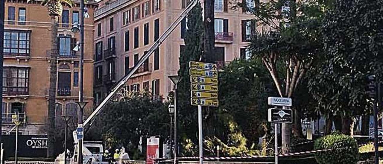 Trabajos de retirada de un pino de la plaza de la Reina.