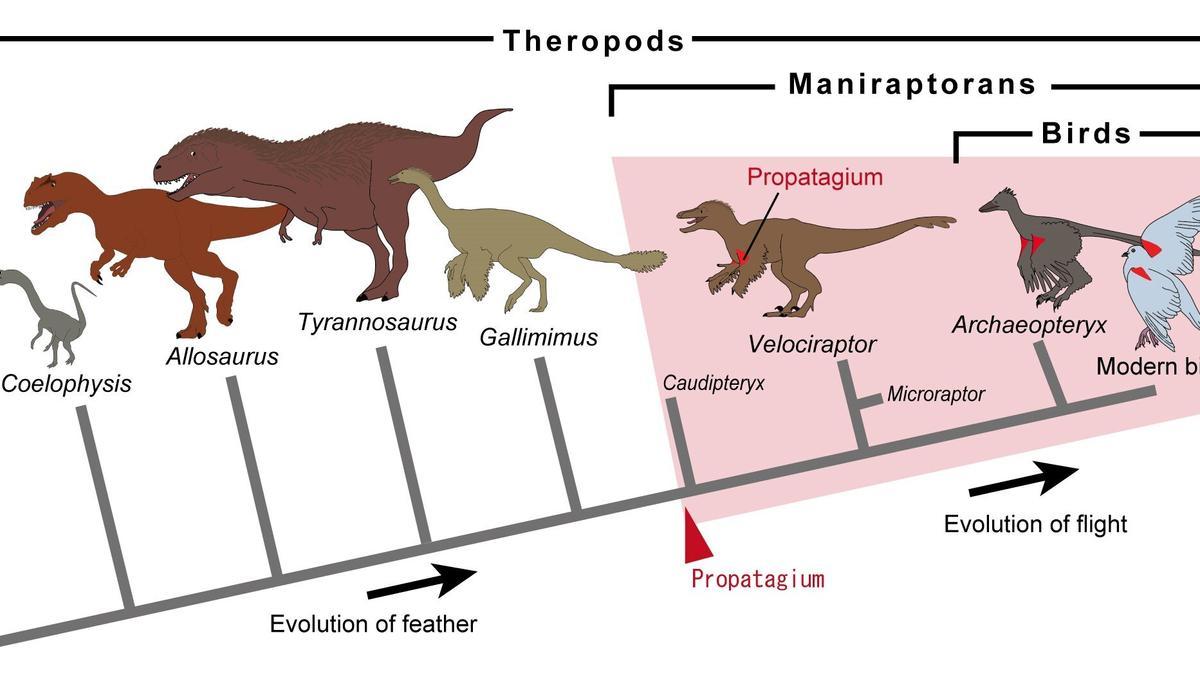 Evolución de dinosaurios 