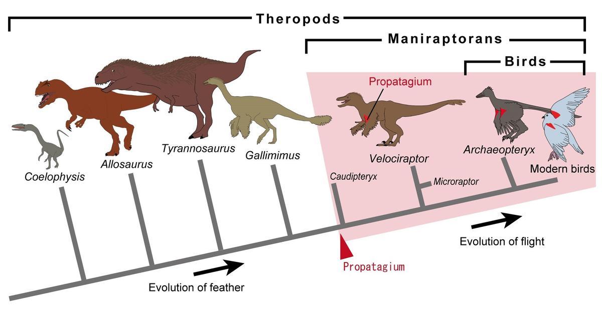 Evolución de dinosaurios hacia el propagio (propatagium)