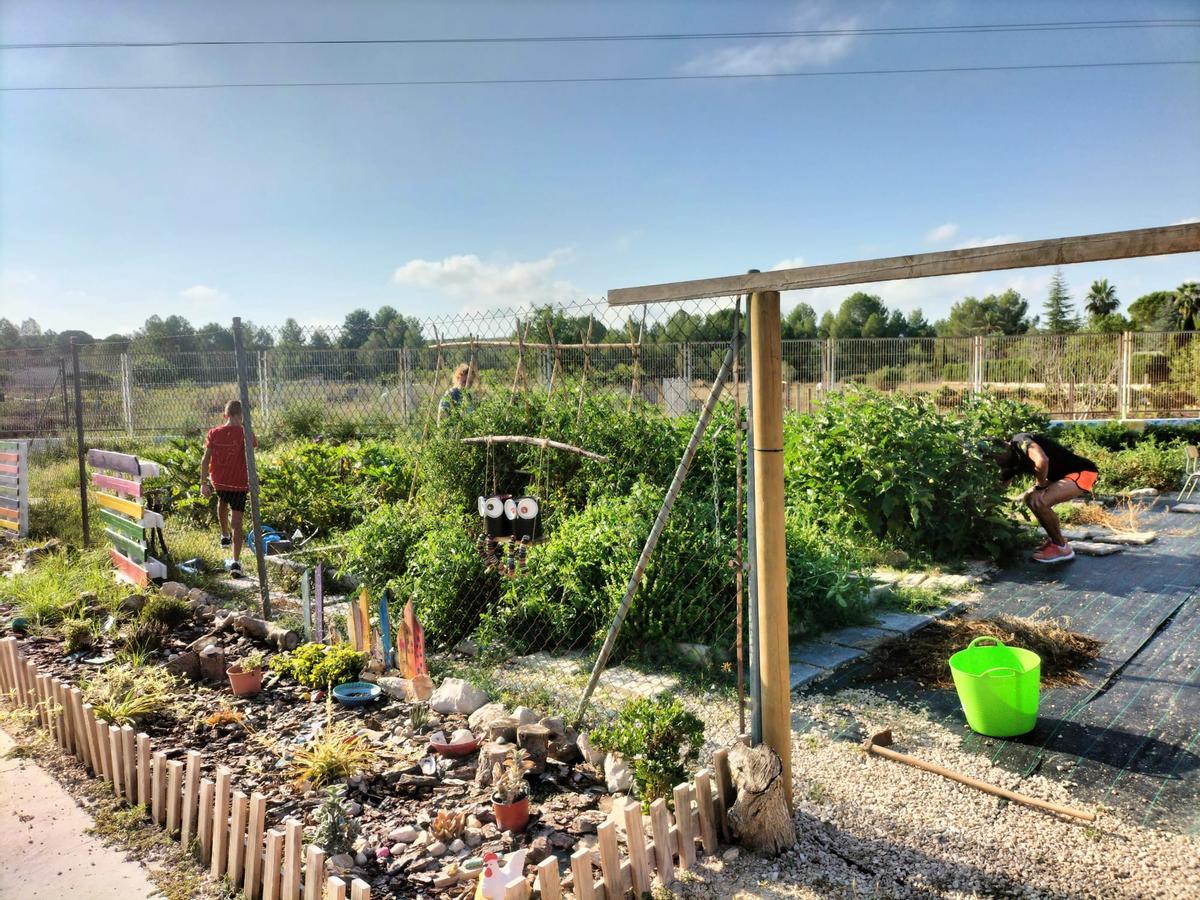 Alumnos y profesores en el huerto escolar del CEIP Rafael Altamira de Quatretonda.