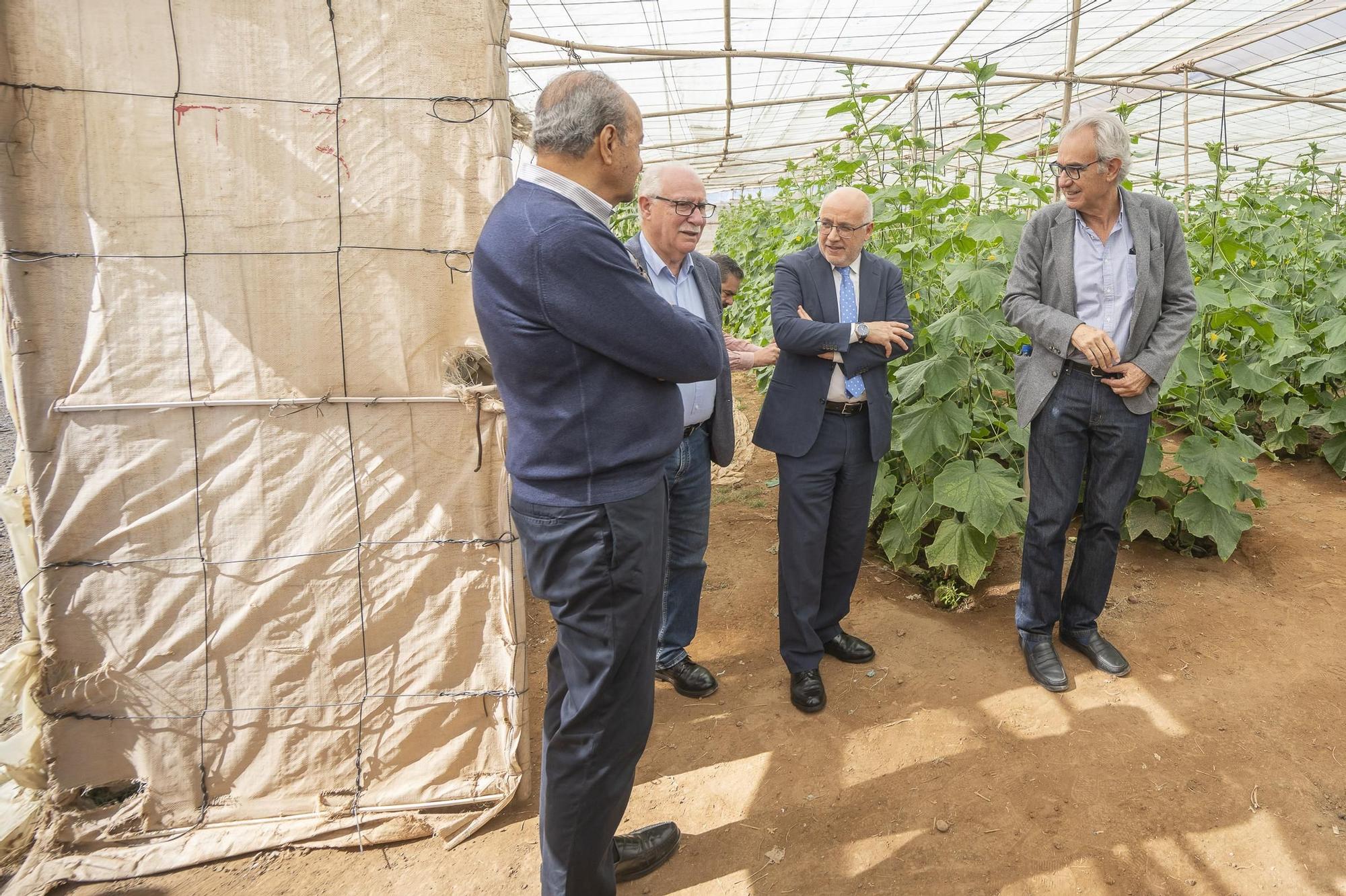140 Aniversario de la Exportación del Tomate Canario