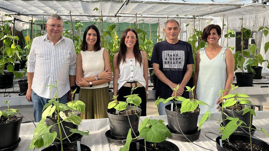 El Serida trabaja para mejorar la genética de las legumbres