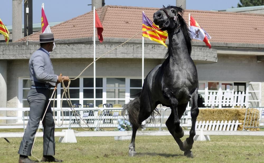 Los caballos salen a la pista en Silleda