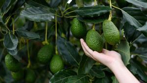 Una persona coge un aguacate del árbol.