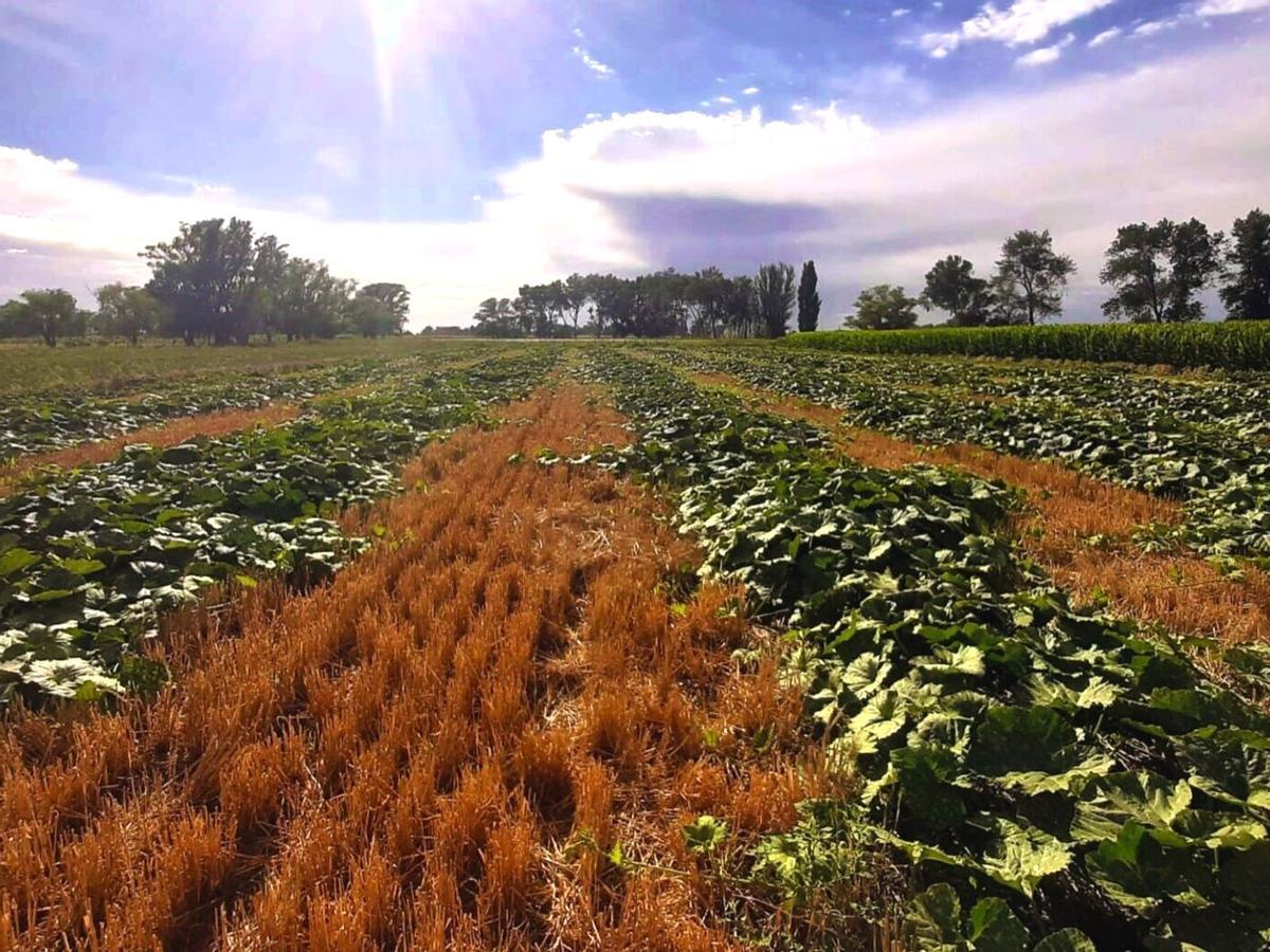 Un campo cultivado sin labranza, que evita modificar el suelo