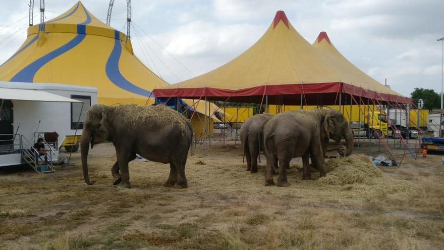 Las elefantas del circo Gottani llegan a Xàtiva