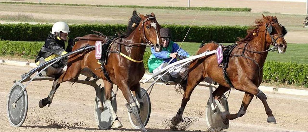 Quatal des Ormeaux, con Biel Fuster, en su reciente victoria por delante de Saphir du Terroir.