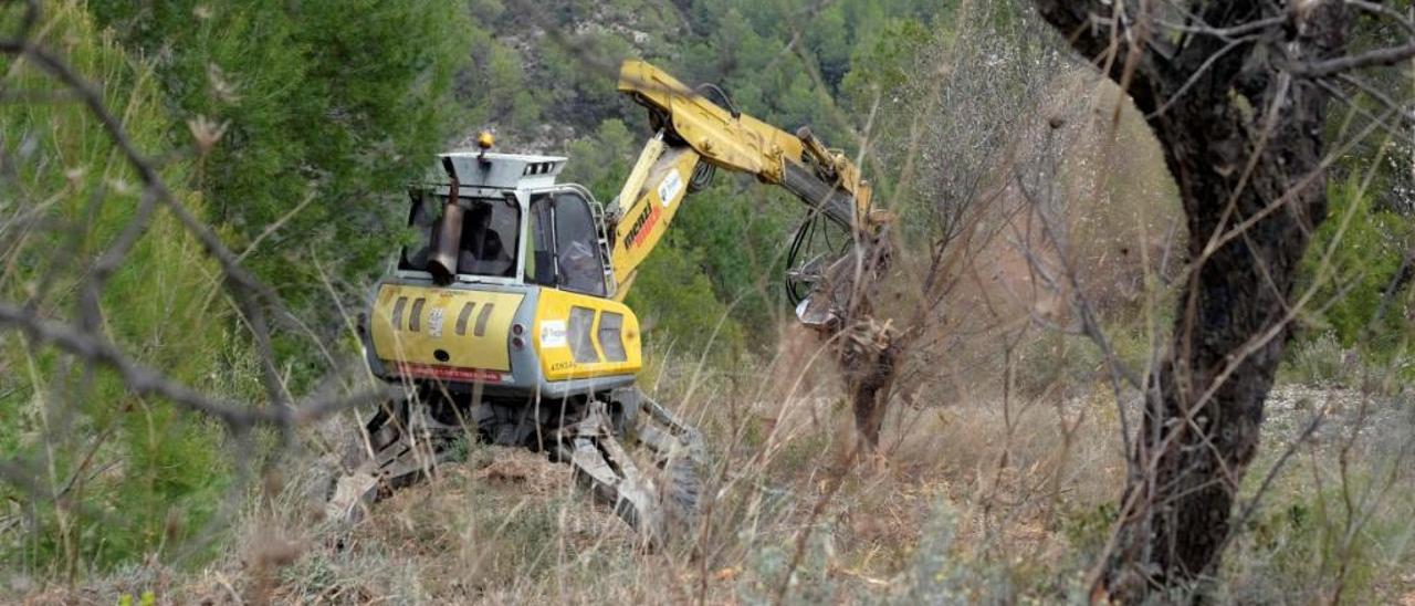 Labores para arrancar árboles afectados en Alicante.