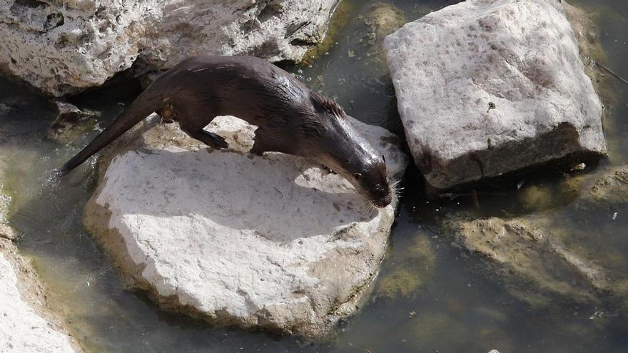 Las nutrias del Guadalquivir hacen las delicias de los turistas en plena ola de calor