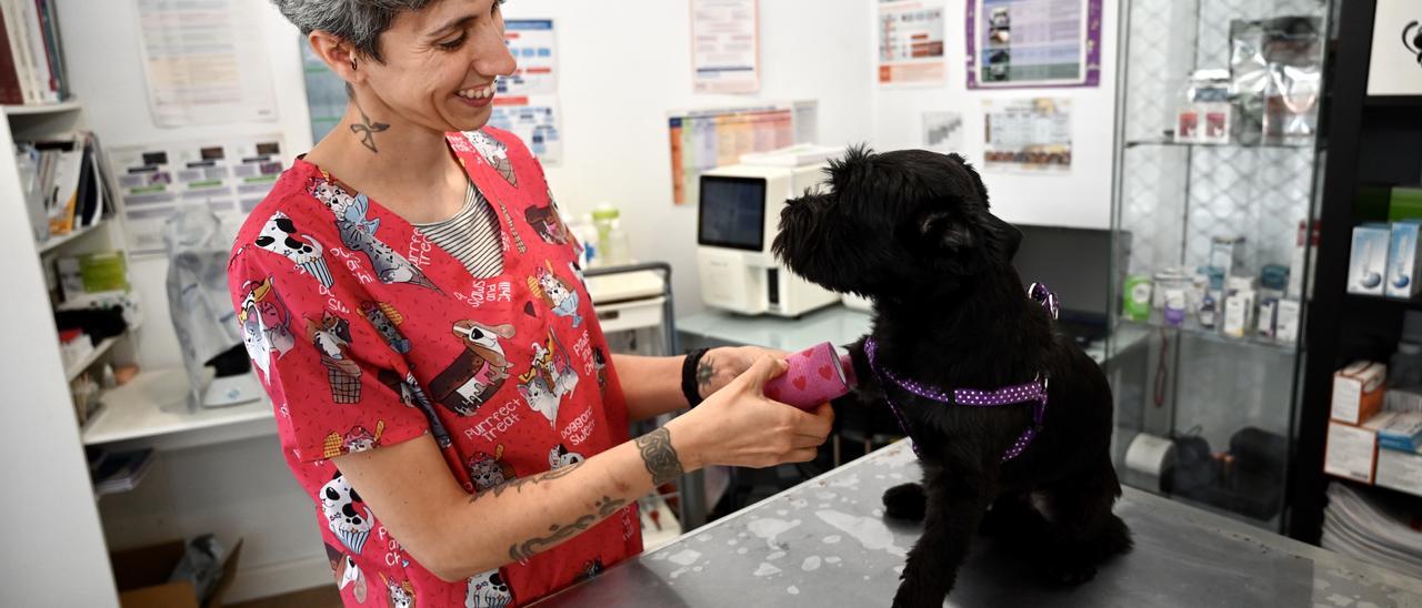 La veterinaria Bárbara Gutiérrez, de la clínica Ícaro, atiende a un paciente.