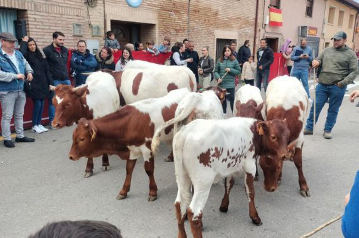 Los encierros despertaron el interés. |