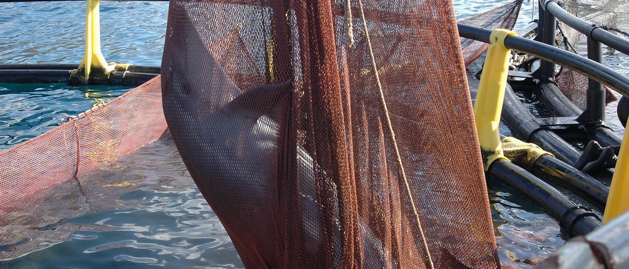 Un delfín atrapado en redes empleadas en labores de acuicultura.