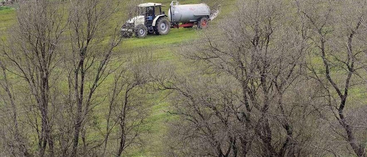 Trabajos de abonado en una finca de hierba de forraje en Filgueira, Lalín. // Bernabé/Javier Lalín