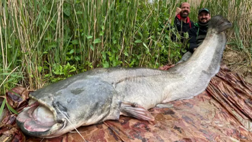 El siluro capturado por Adriano Marchen con la ayuda de dos aficionados italianos a la pesca