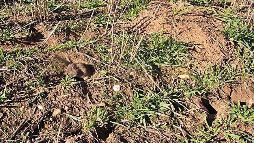 Topillos en el campo zamorano.