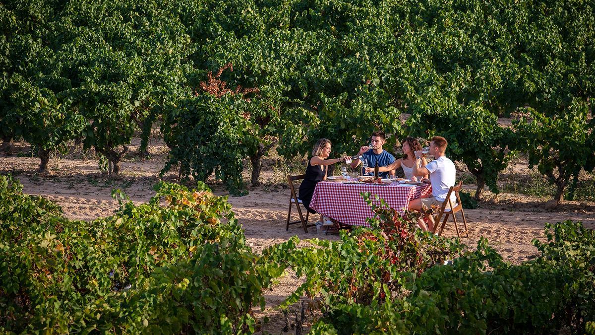 Las experiencias enoturísticas permiten recorrer los viñedos y conocer el trabajo de las bodegas.
