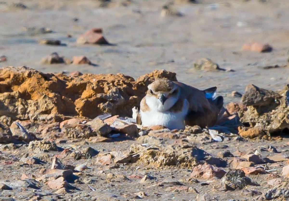 Fotógrafos y modelos invaden ses Salines en plena época de cría