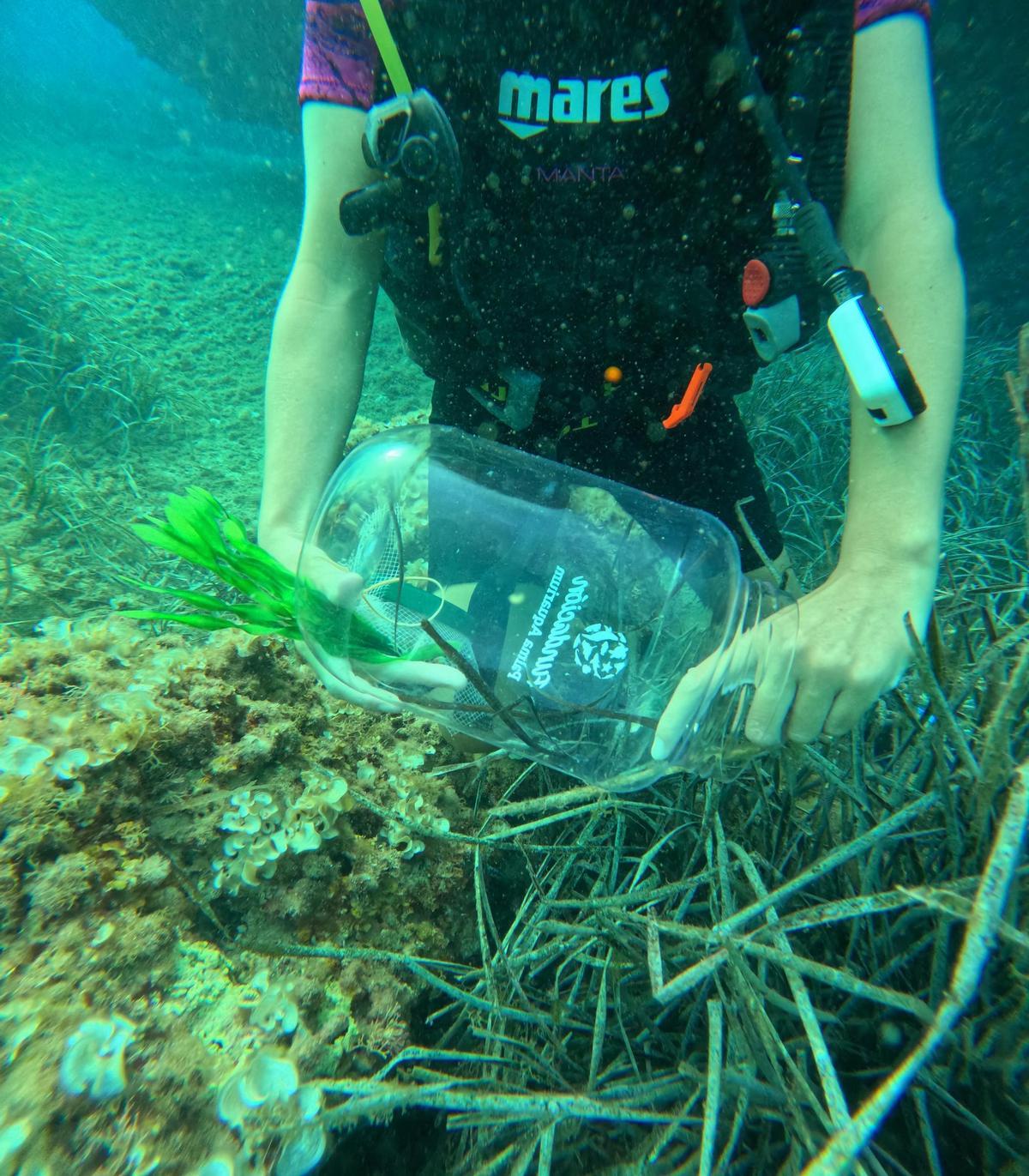 Liberan 55 peces pipa en el mar en Baleares en un proyecto de conservación