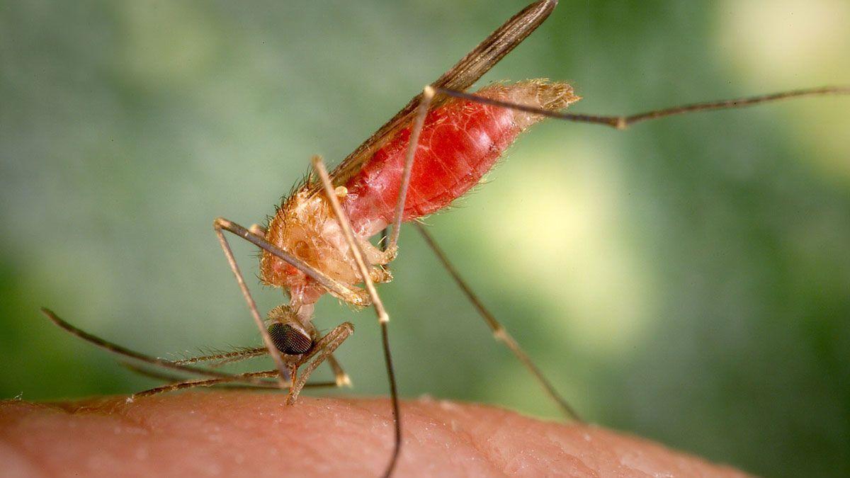 La pérdida de biodiversidad vuelve a los mosquitos más dependientes de la sangre humana La pérdida de biodiversidad vuelve a los mosquitos más dependientes de la sangre humana