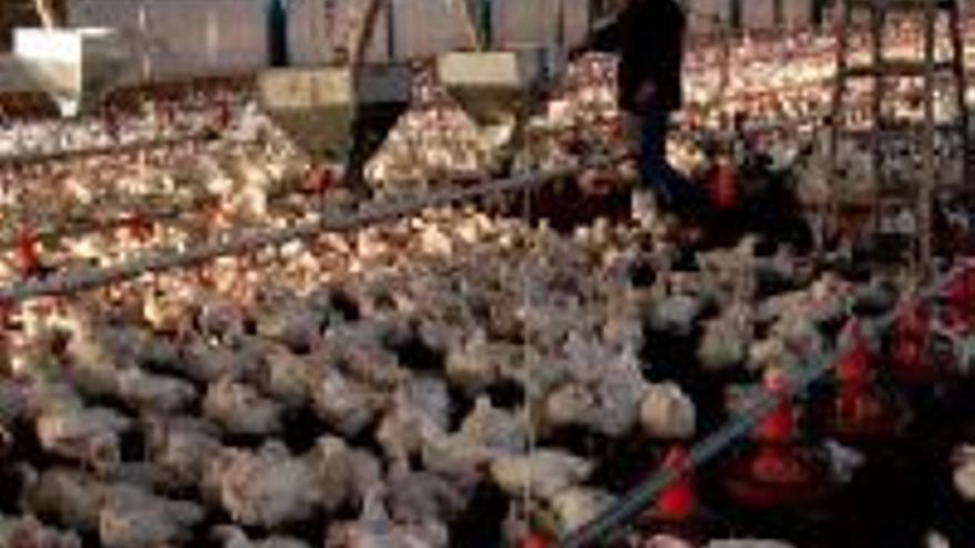 Bruselas pagará ayudas a los productores de aves y huevos